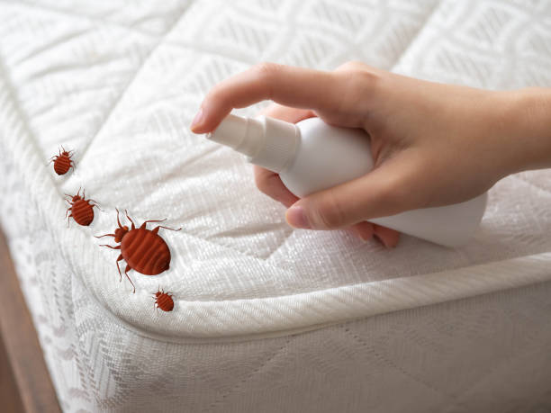 Best Pest Removal Services  in Valley Park, MO