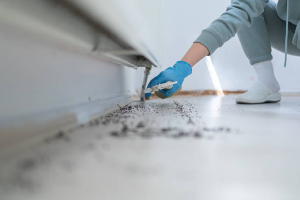 Best Termite Control Services  in Valley Park, MO